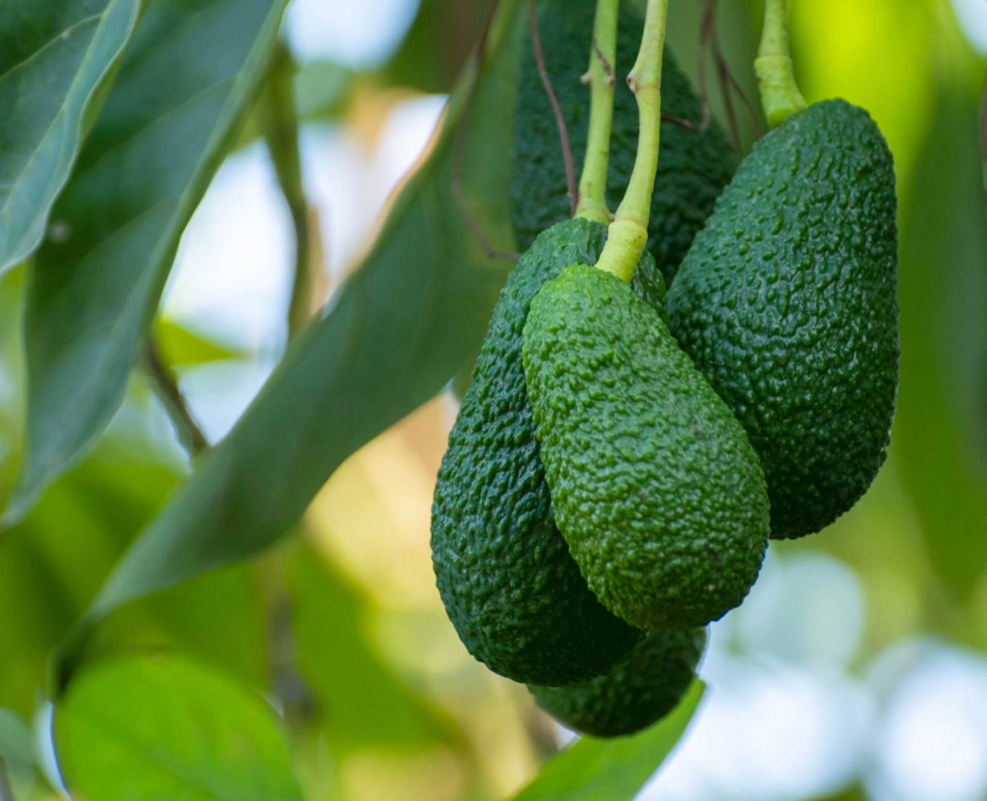 cultivar-aguacate-3